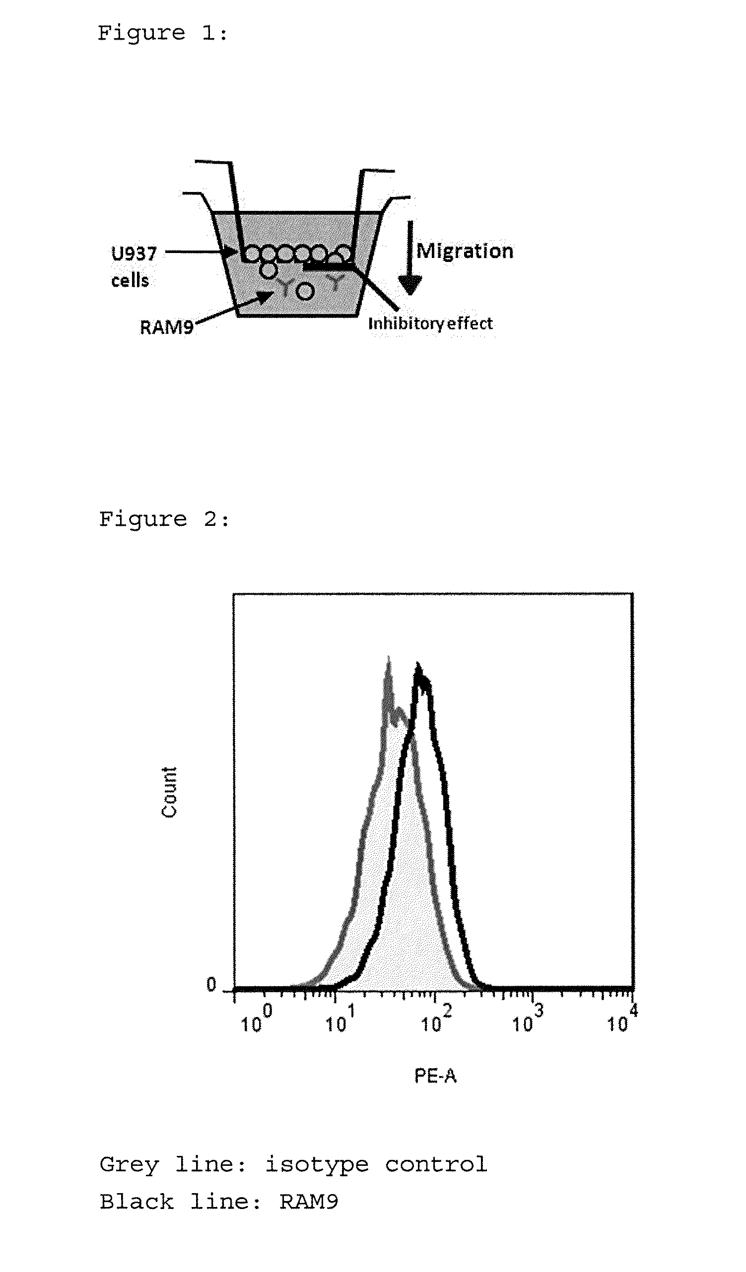 Anti-mif antibody cell migration assay