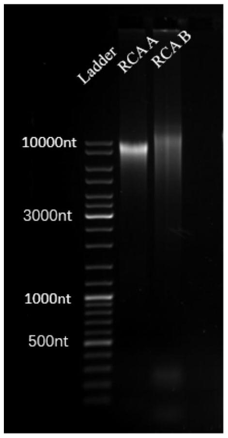 Multivalent aptamer DNA nano ladder and preparation method and application thereof