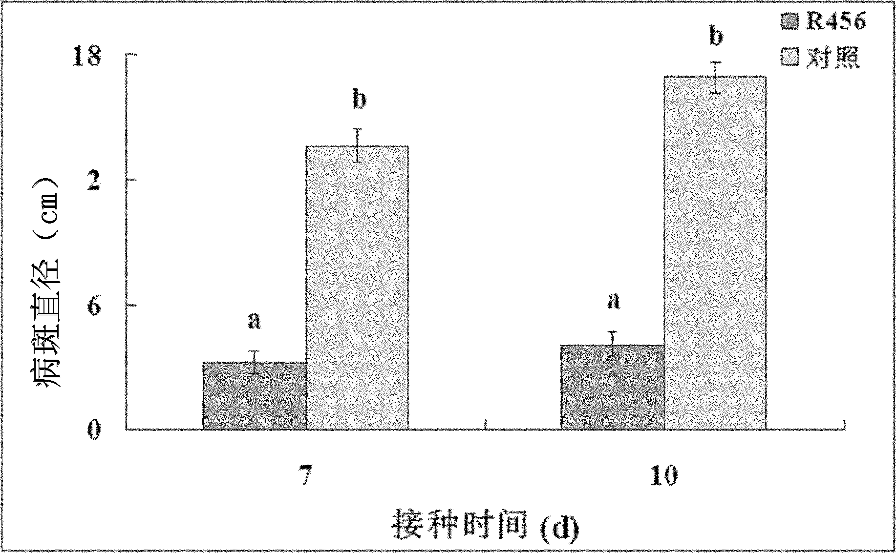 Rice rhizosphere burkholderia and application thereof in prevention and control of rice sheath blight disease