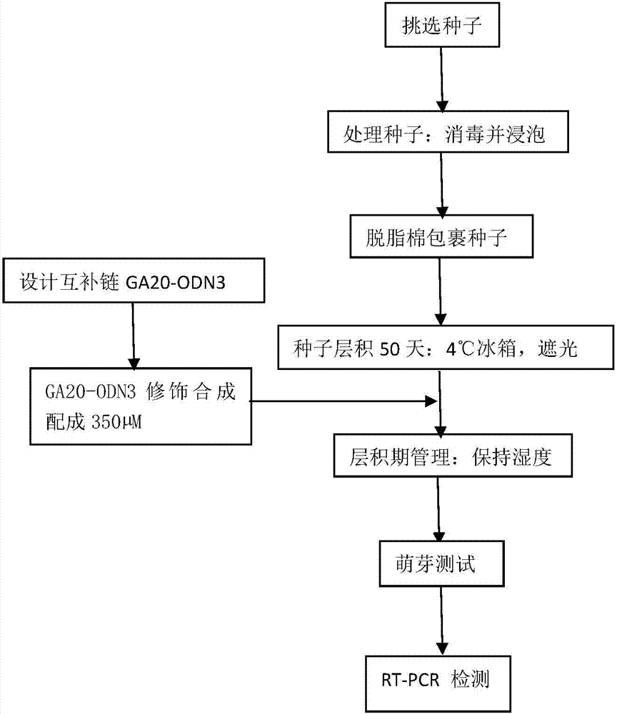 Method for inhibiting pear seed gibberellin synthetic gene expression