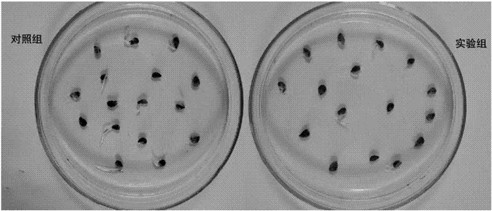 Method for inhibiting pear seed gibberellin synthetic gene expression