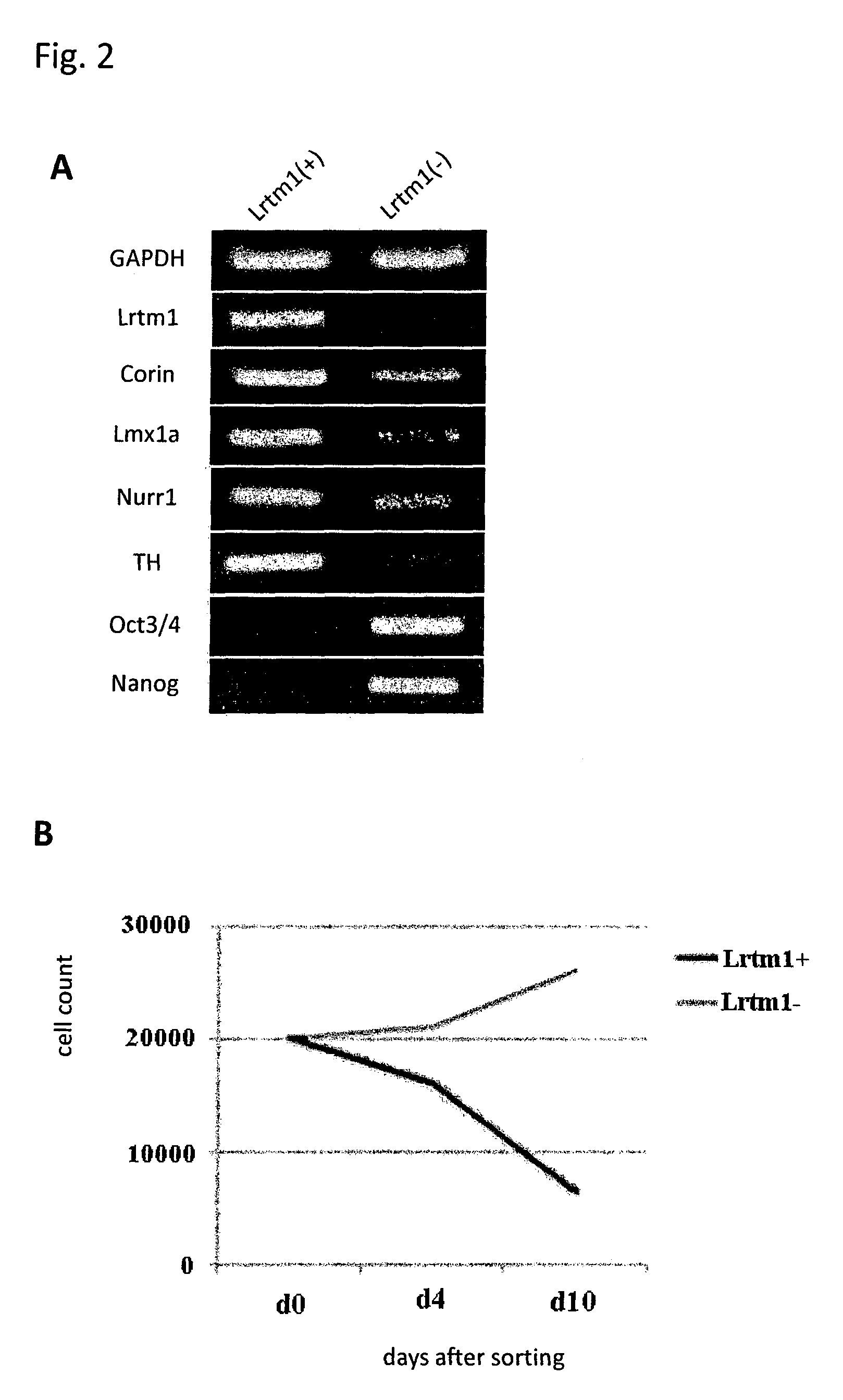 Markers for dopaminergic neuron progenitor cells