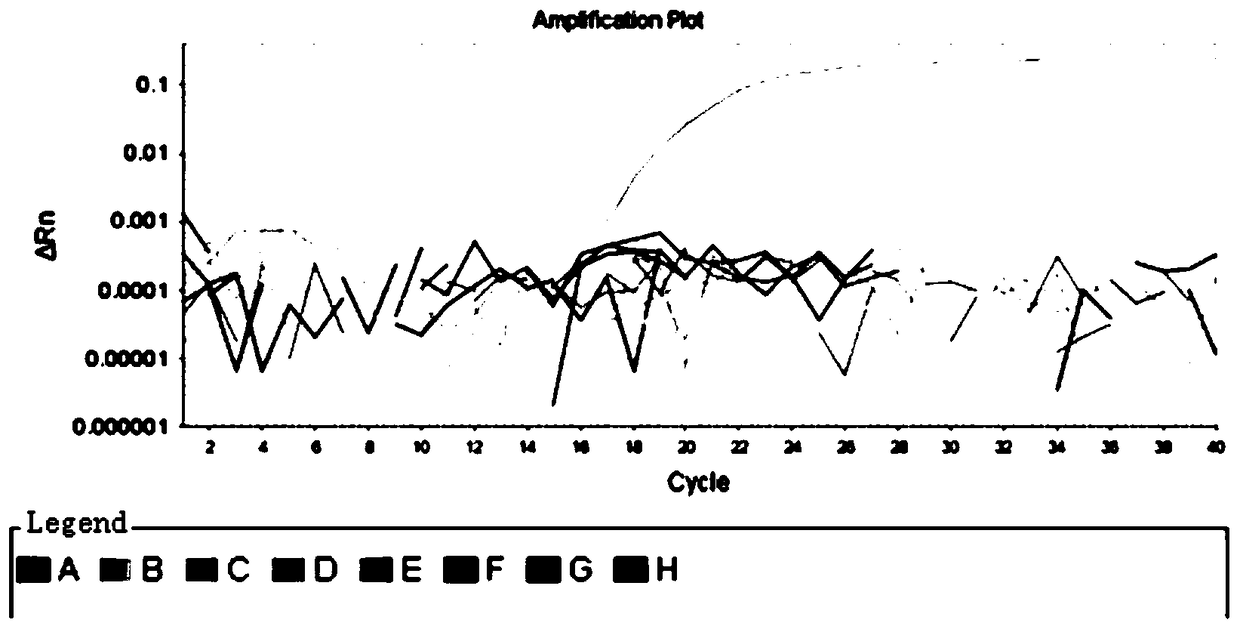 Rapid qualitative and quantitative detection kit, detection method and application of Lactobacillus bulgaricus added in feed