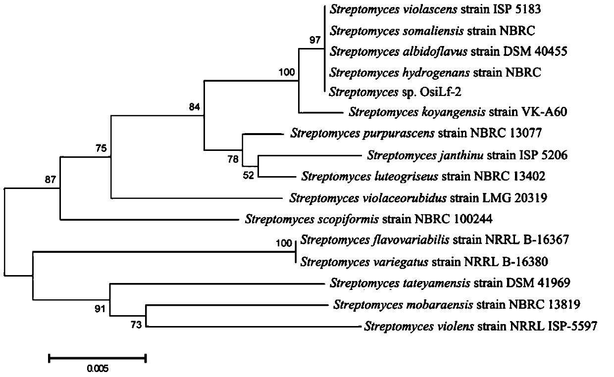 An endophytic actinomycete osilf-2 strain against rice blast fungus in vitro