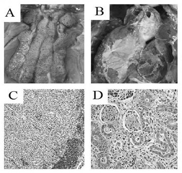 A Strain of Goose Astrovirus and Its Application