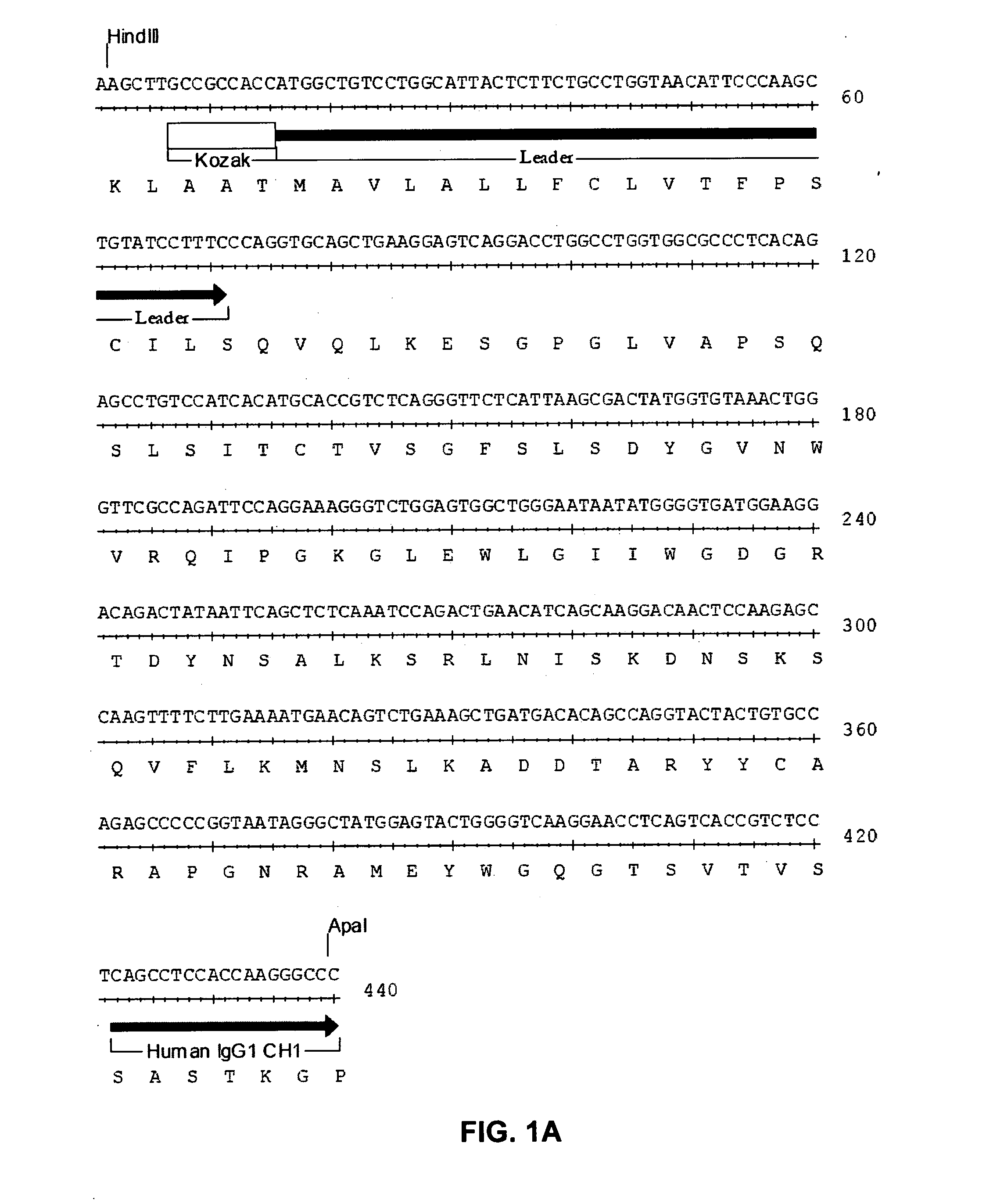 Humanized anti-CD22 antibodies and their use in treatment of oncology, transplantation and autoimmune disease