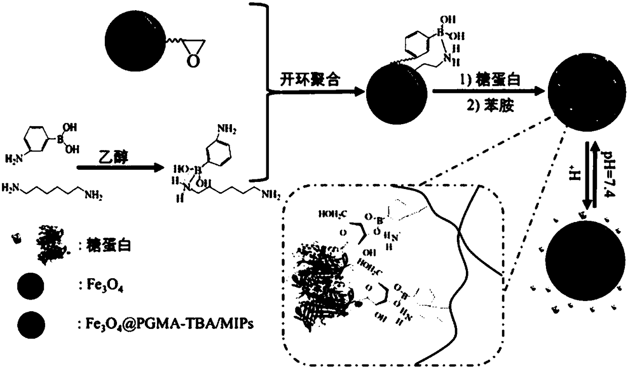 Glycoprotein surface imprinted polymer based on team boron affinity as well as preparation method and application of glycoprotein surface imprinted polymer