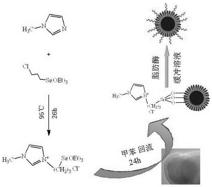 Magnetic core-shell type ionic liquid immobilized lipase preparation method and application to edible oil processing