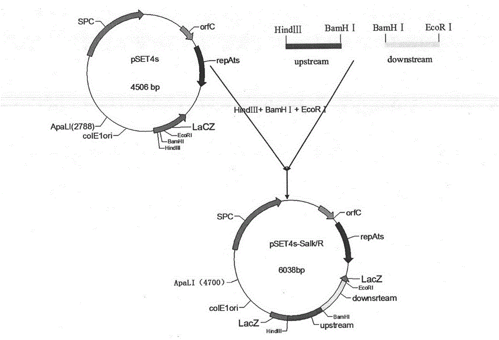 Streptococcus suis Serotype 2 (SS2 for short) double-gene deleted live vaccine and its application