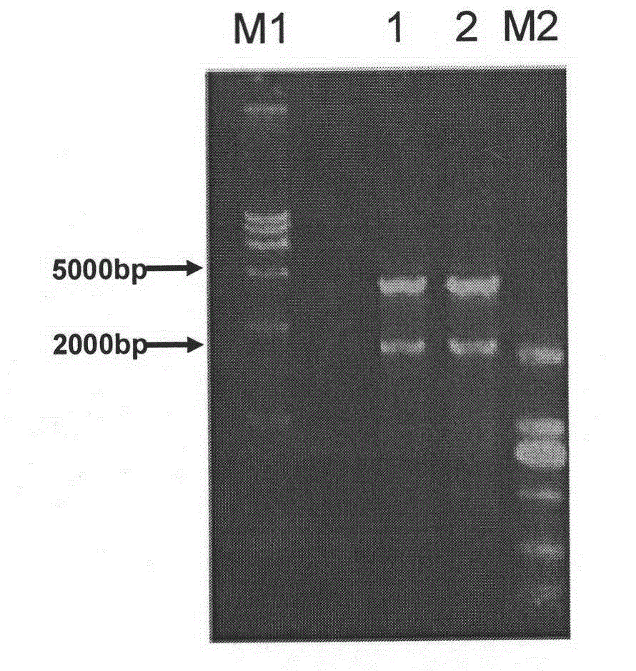 Streptococcus suis Serotype 2 (SS2 for short) double-gene deleted live vaccine and its application