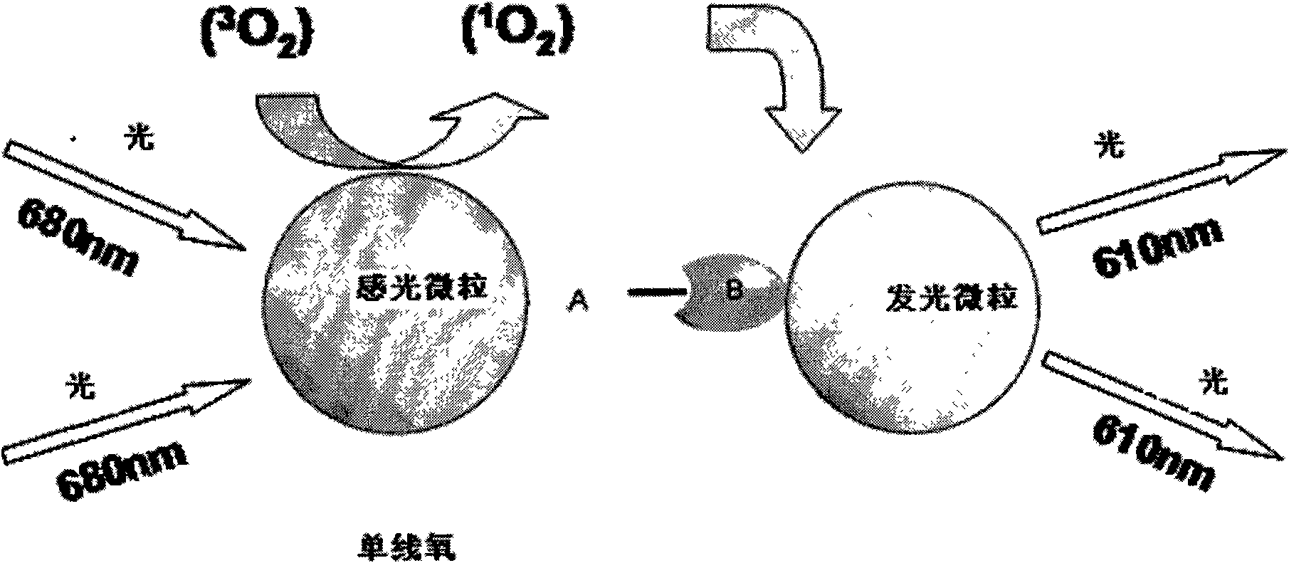 Surface antibody testing fine particles for hepatitis B virus, and preparation and application thereof