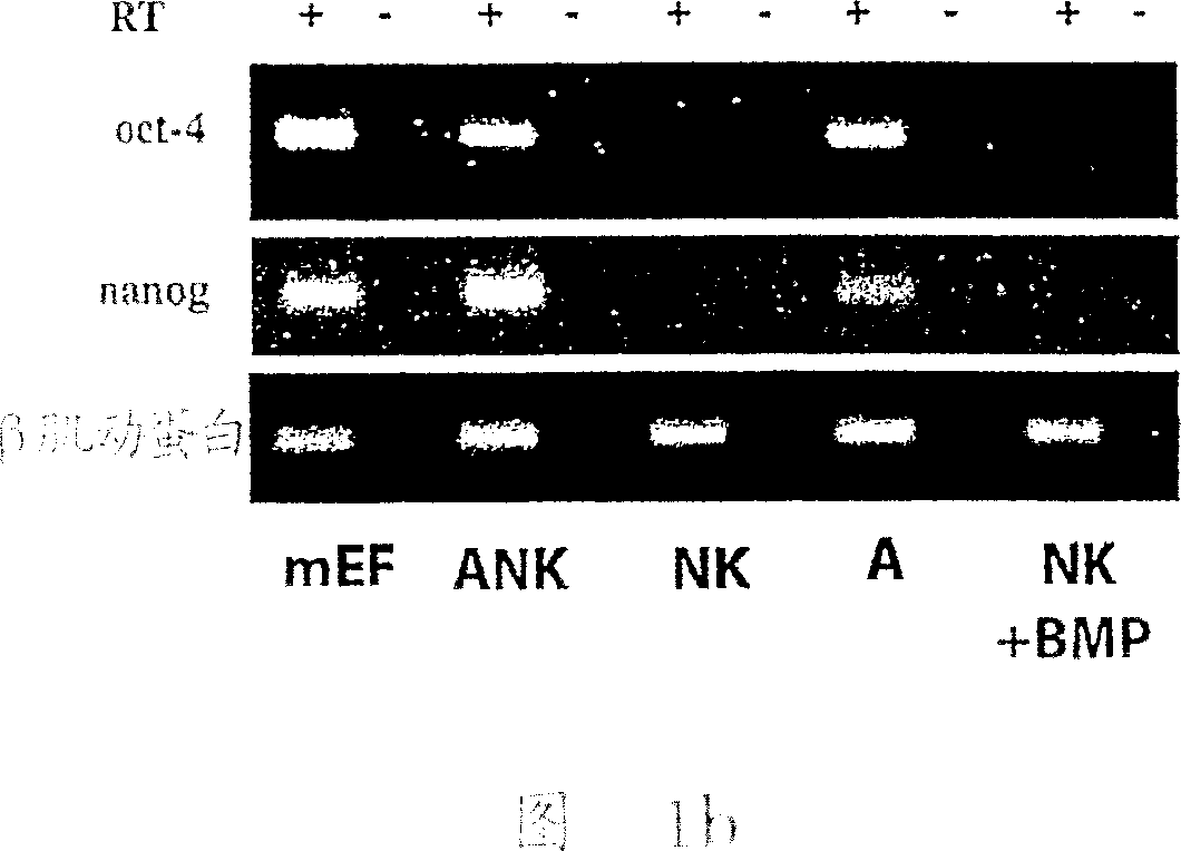 Compositions and methods for growth of embryonic stem cells