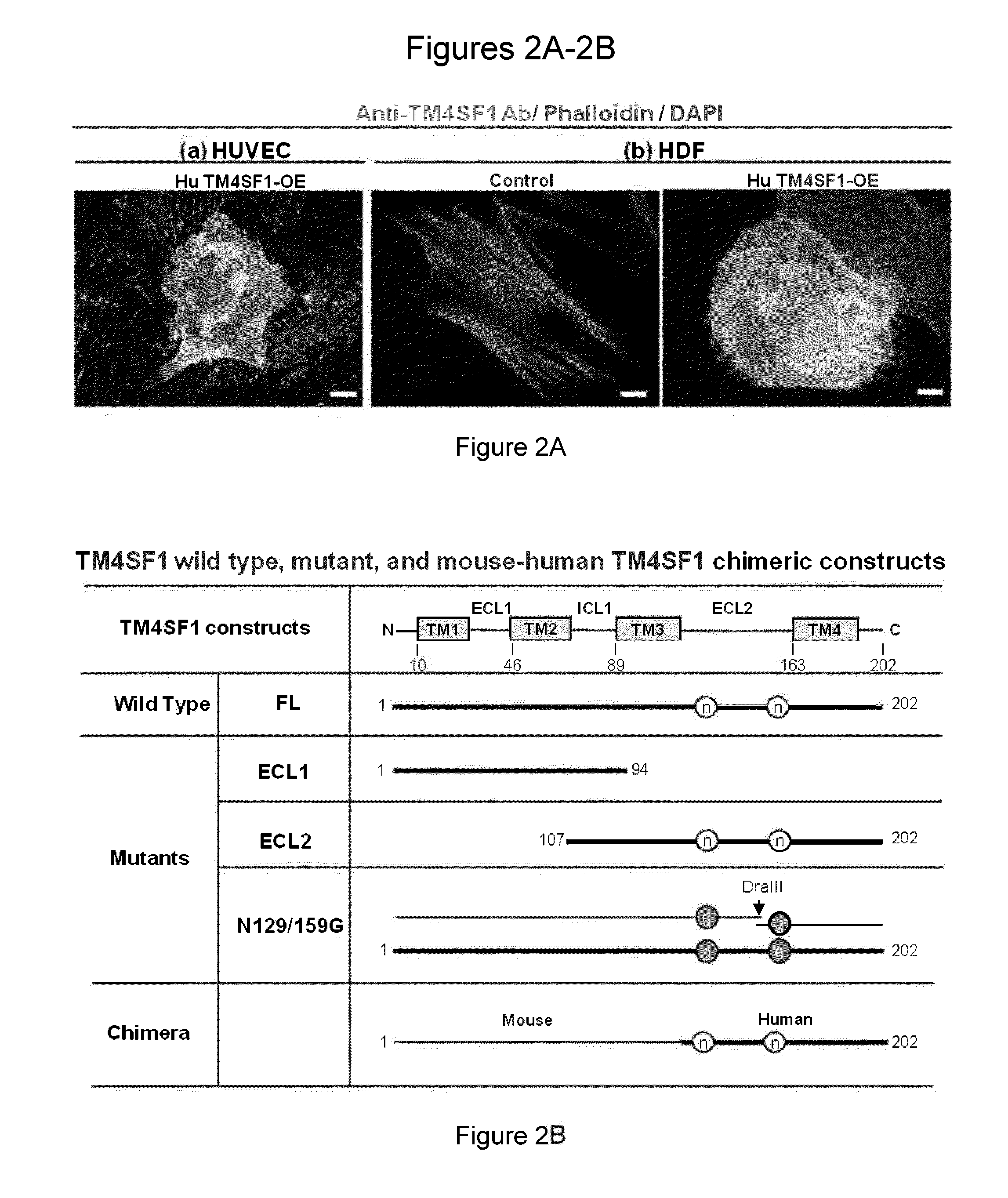 Tm4sf1 binding proteins and methods of using same