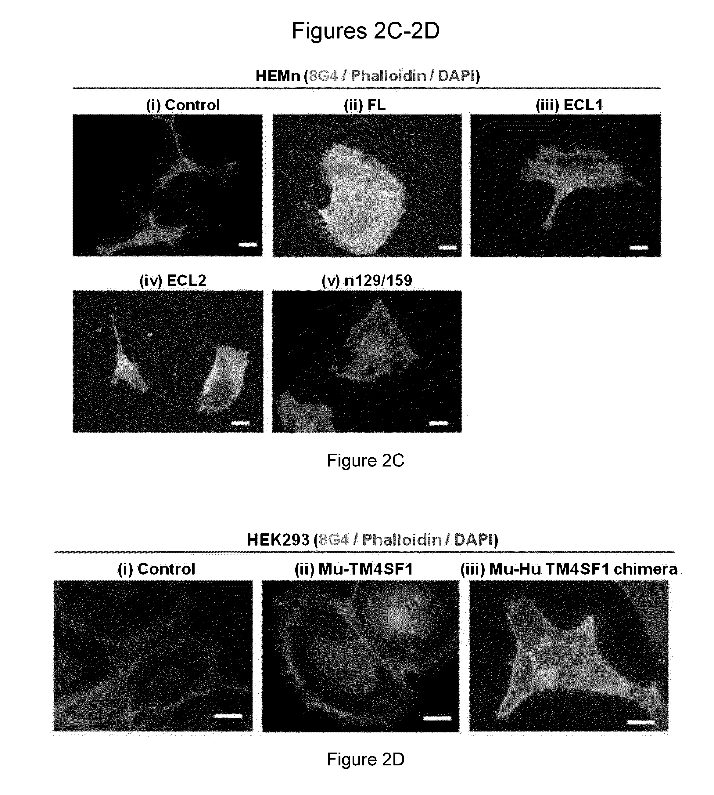 Tm4sf1 binding proteins and methods of using same