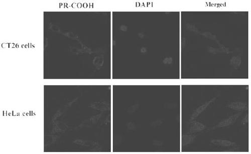 Porphyrin-terminated nano-scale fluorescent polyrotaxane as well as preparation method and application thereof