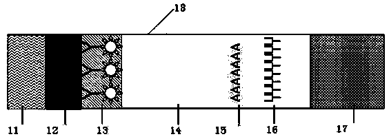 Apparatus for rapidly detecting allergic peanut proteins in food, and making method thereof