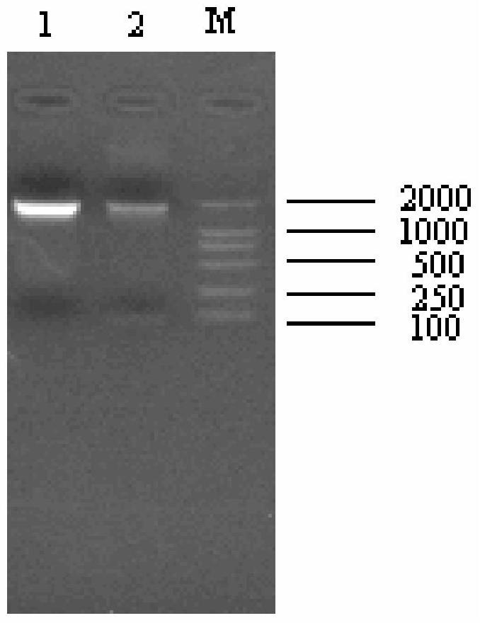 A dual vaccine against avian metapneumovirus and h9 subtype avian influenza virus