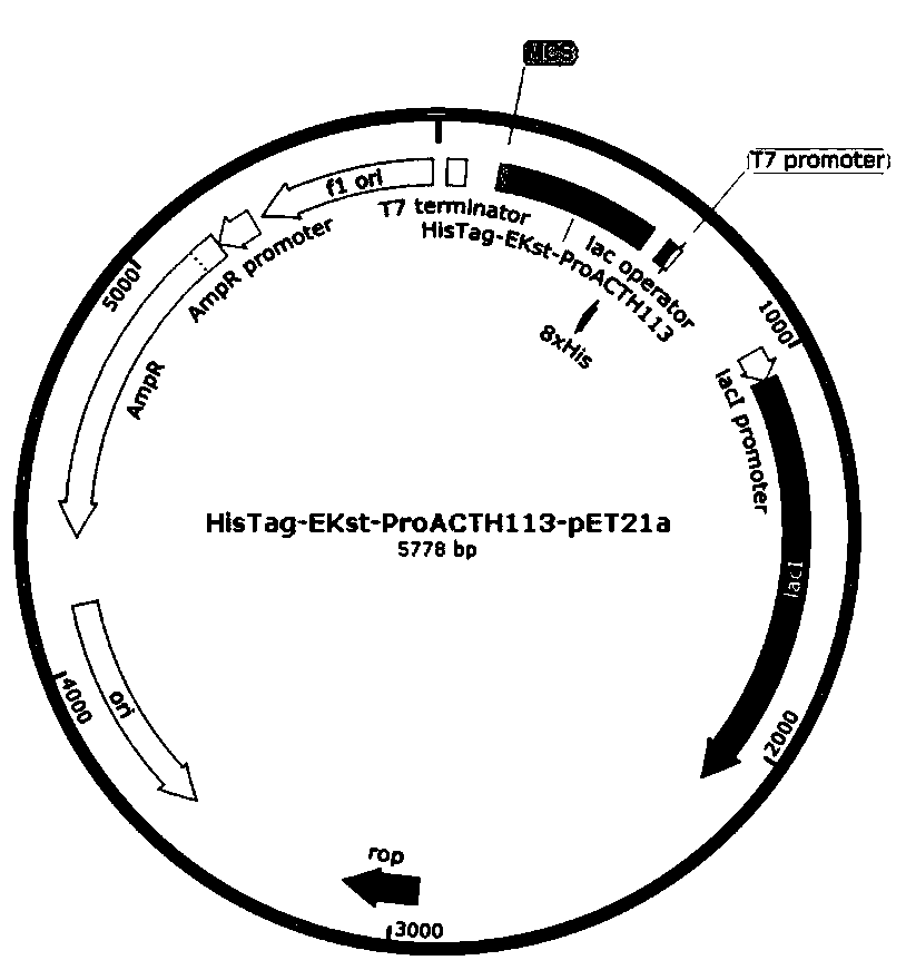 recombinant human corticotropin (ACTH) precursor for improving serum glucocorticoid levels and preparation method