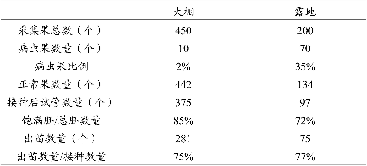 Obtaining method of nectarine inoculation embryo