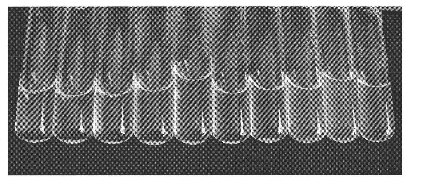 Method for quickly detecting pathogenic bacteria carried by plant seeds of bacterial black rot