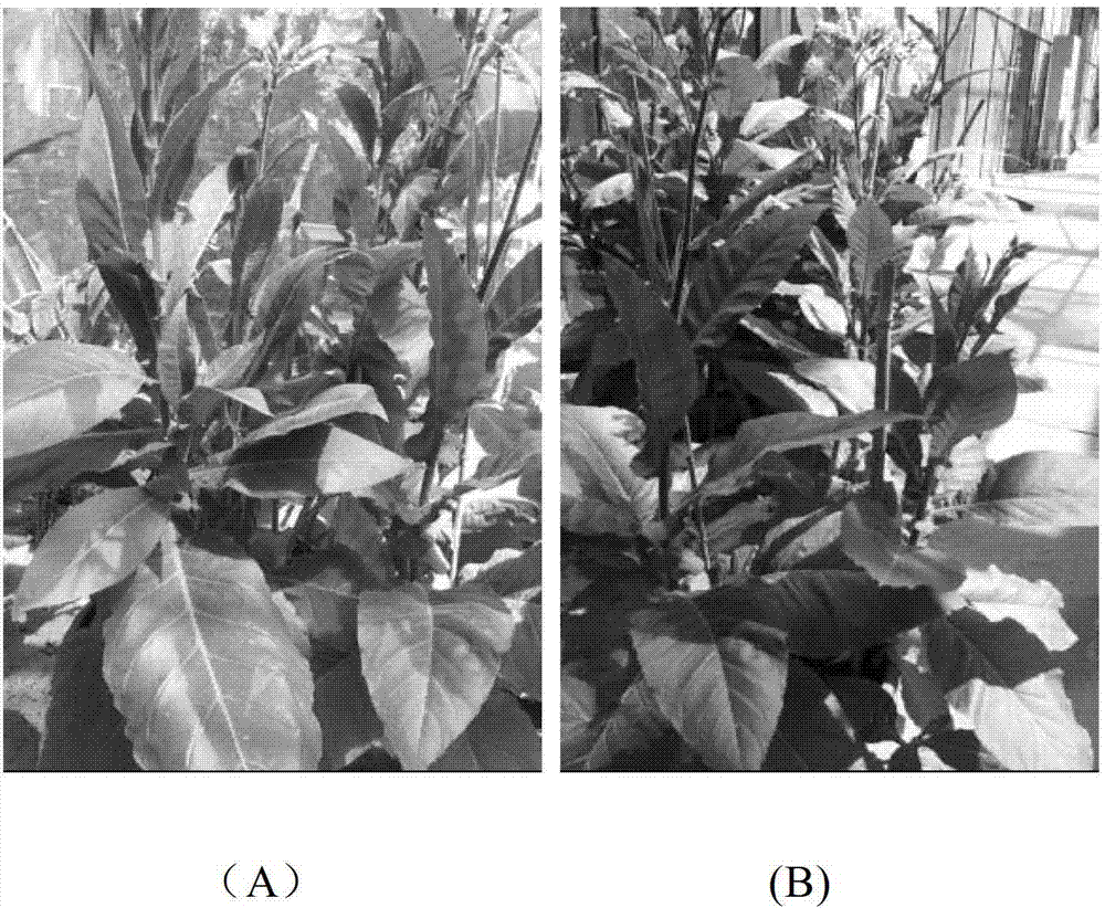 Spraying agent for reducing cadmium absorption of tobacco in soil, and preparation and use methods thereof