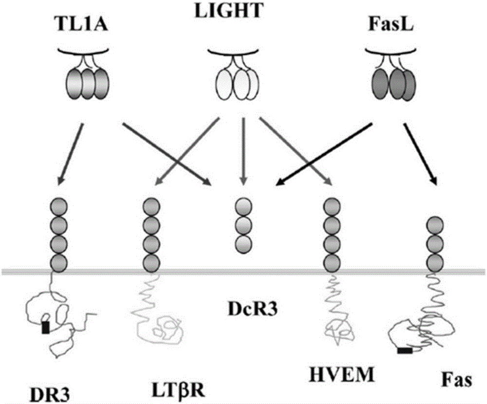 New target for regulating and controlling tumor cell metastasis and application thereof