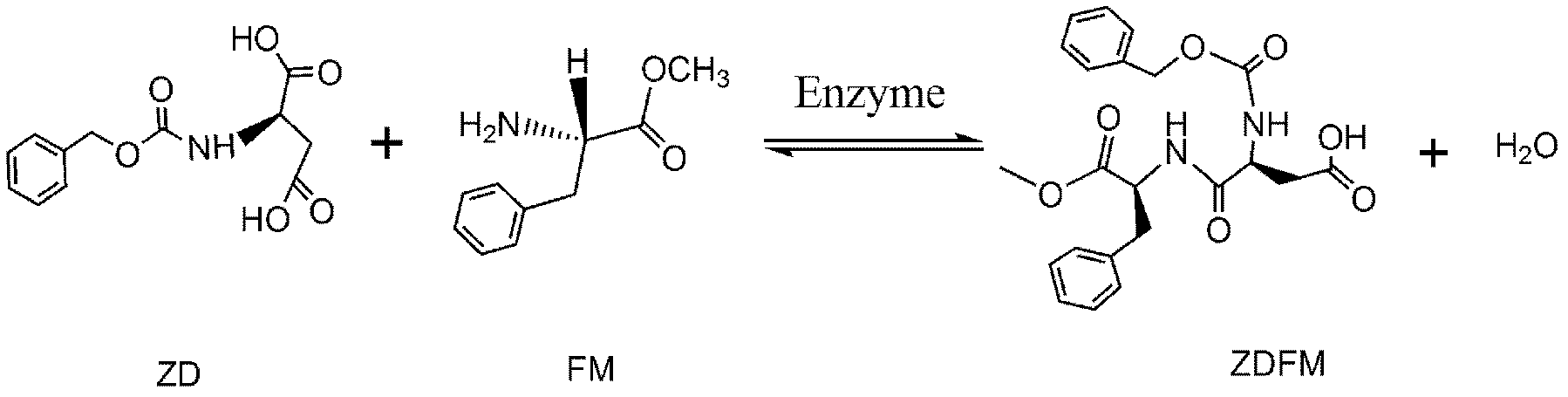 Immobilization method for thermolysin