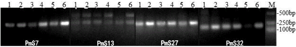 Method for identifying germplasm of pinus massoniana by utilizing SSR (simple sequence repeat) molecular marker based on transcriptome sequencing