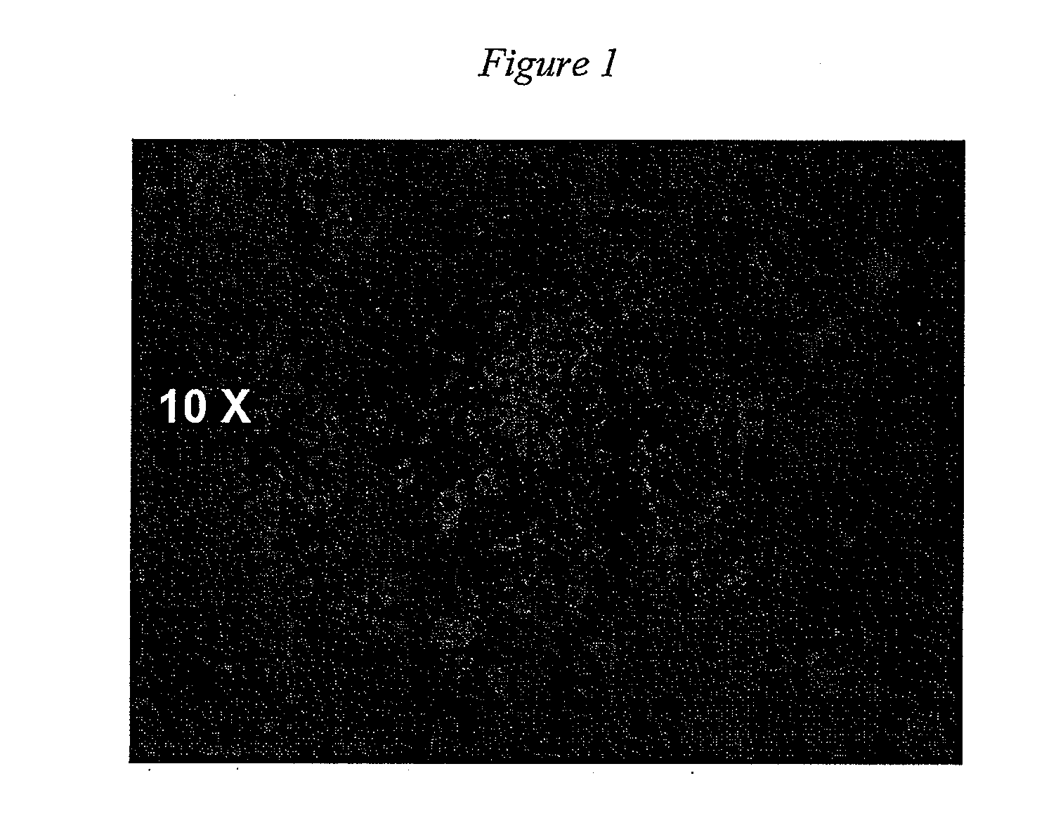 External magnetic force for targeted cell delivery with enhanced cell retention