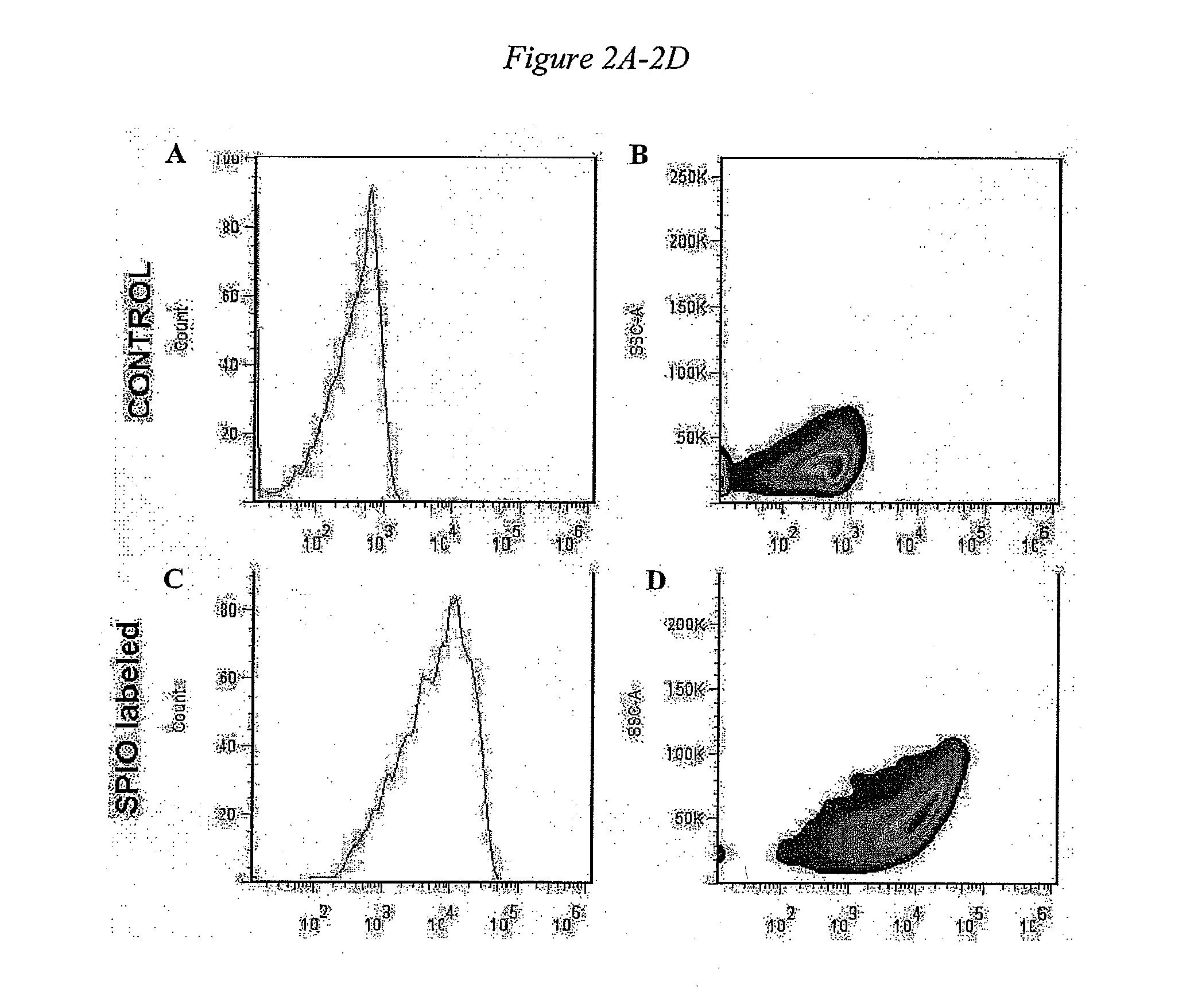 External magnetic force for targeted cell delivery with enhanced cell retention