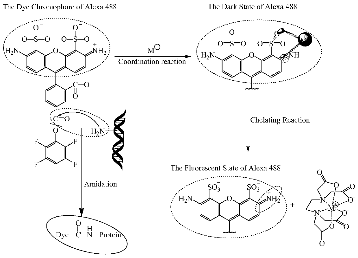 Fluorescence control method for molecular labeling of biological tissues with organic fluorescent dyes