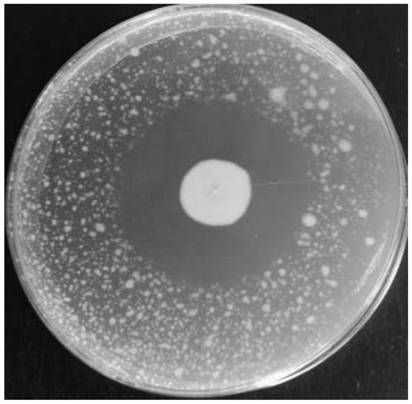 Joint Control of Tomato Bacterial Wilt in Continuous Cropping with Chemical Agents and Biocontrol Microorganisms