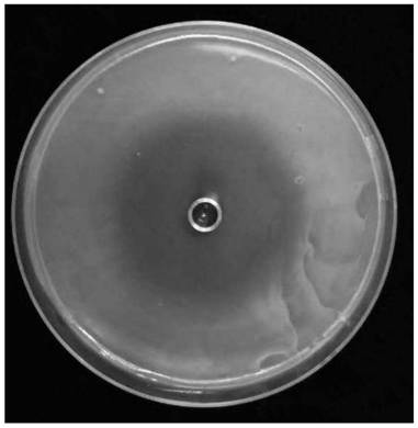 Joint Control of Tomato Bacterial Wilt in Continuous Cropping with Chemical Agents and Biocontrol Microorganisms