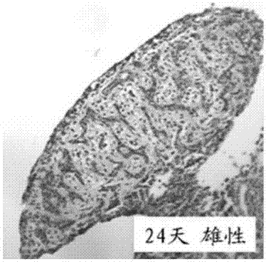 Manufacture method of continuous paraffin sections for gonad of pelodiscus sinensis in embryonic period and application of manufacture method in sex determination