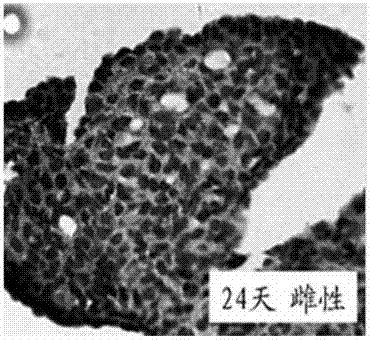 Manufacture method of continuous paraffin sections for gonad of pelodiscus sinensis in embryonic period and application of manufacture method in sex determination