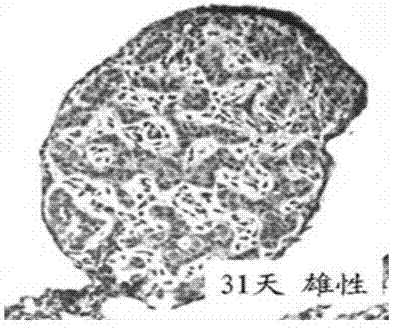 Manufacture method of continuous paraffin sections for gonad of pelodiscus sinensis in embryonic period and application of manufacture method in sex determination