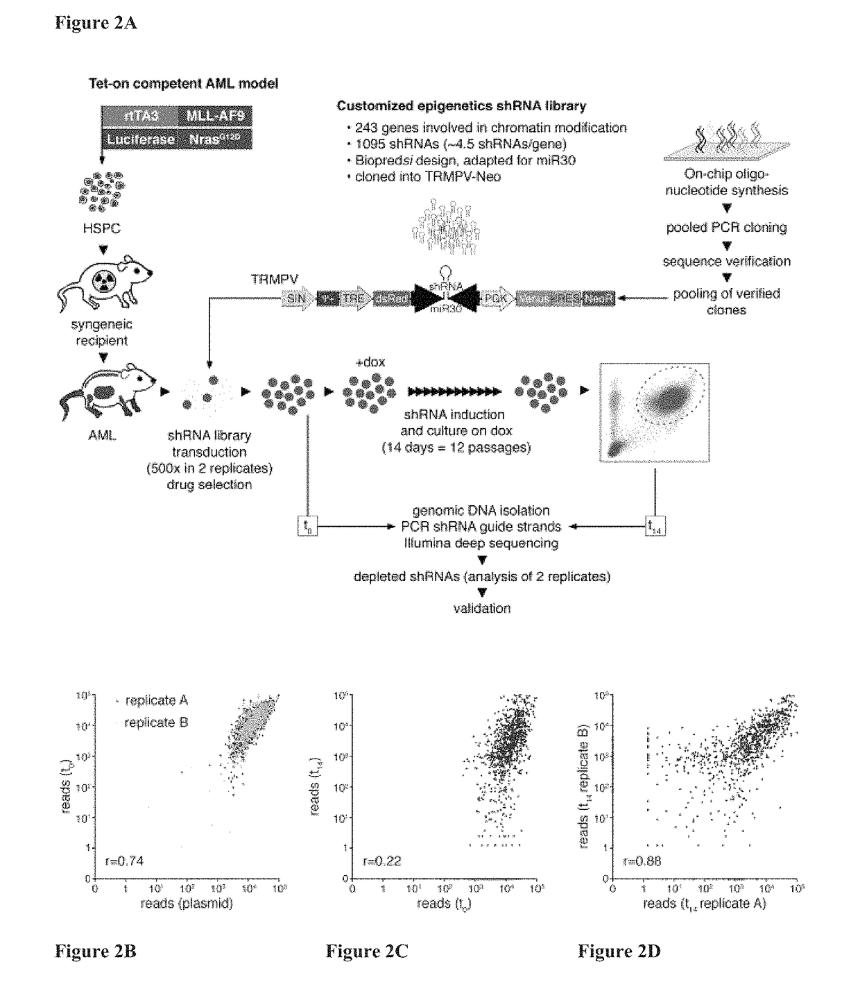 Compositions and methods for treating leukemia