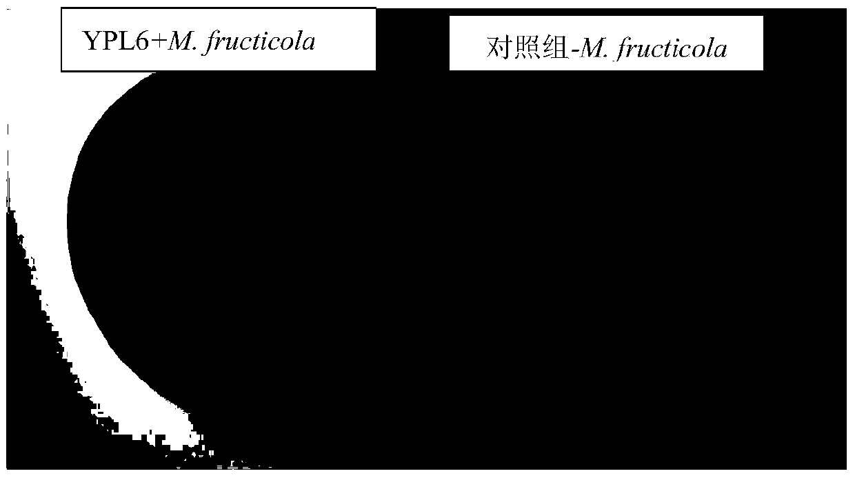 Abnormal pichia anomala and application thereof