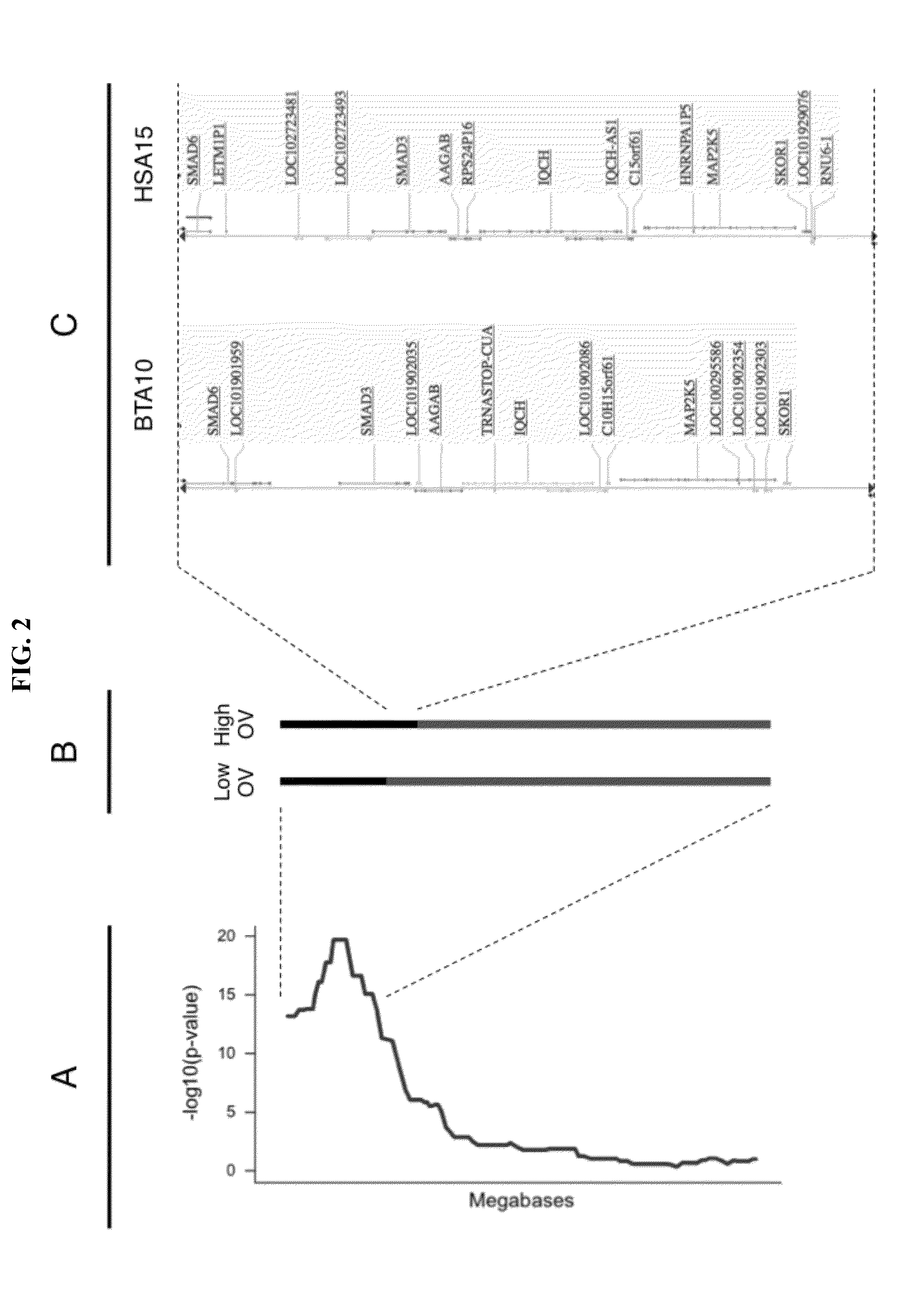 Methods and compositions for determining bovine ovulation rate