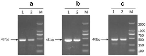 Ad4/Ad7 type bivalent recombinant adenovirus and application thereof