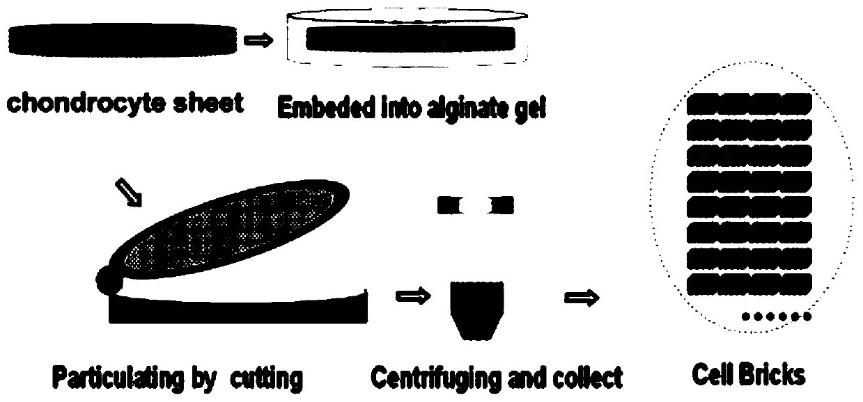 Method for constructing tissue engineered cartilage by using bone-marrow mesenchymal stem cells