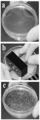 Method for constructing tissue engineered cartilage by using bone-marrow mesenchymal stem cells