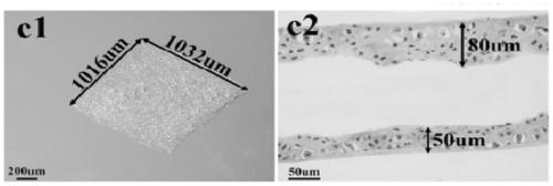 Method for constructing tissue engineered cartilage by using bone-marrow mesenchymal stem cells