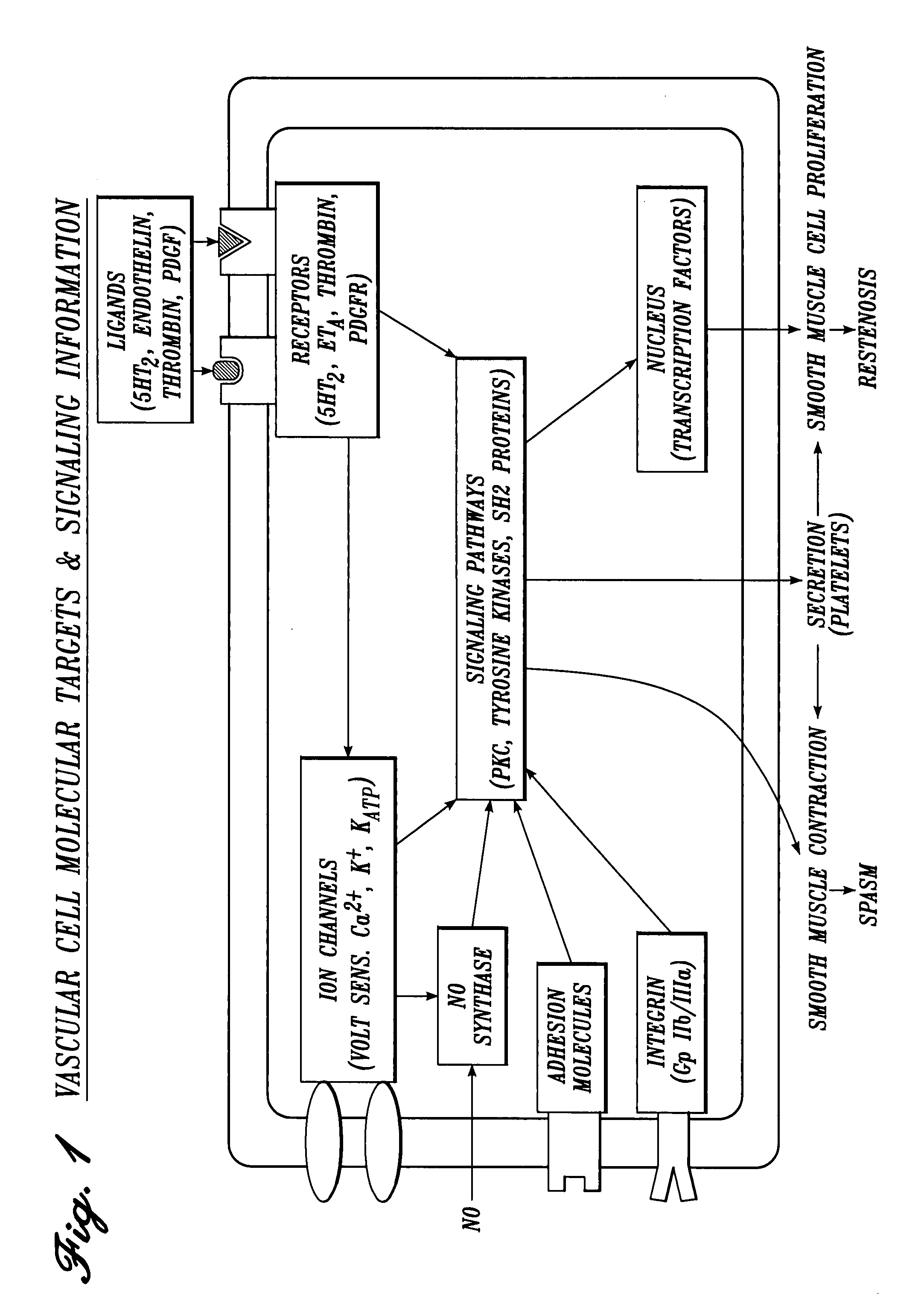 Cardiovascular compositions and methods using combinations of anti-platelet agents