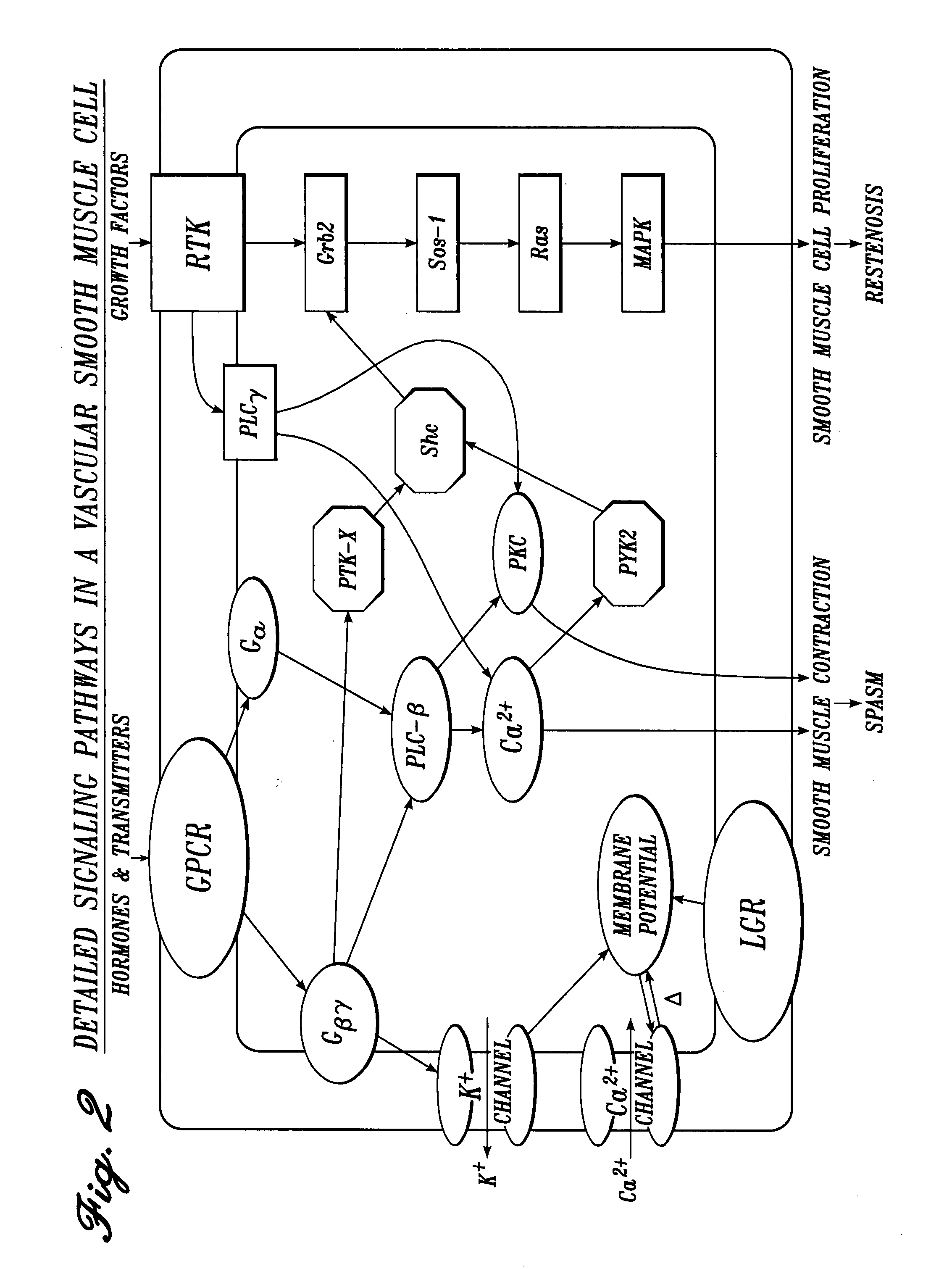 Cardiovascular compositions and methods using combinations of anti-platelet agents