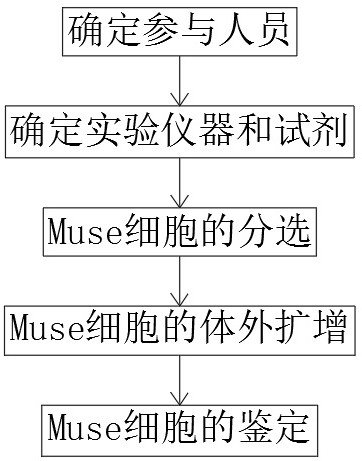 Screening and identification method of human umbilical cord-derived Muse cells