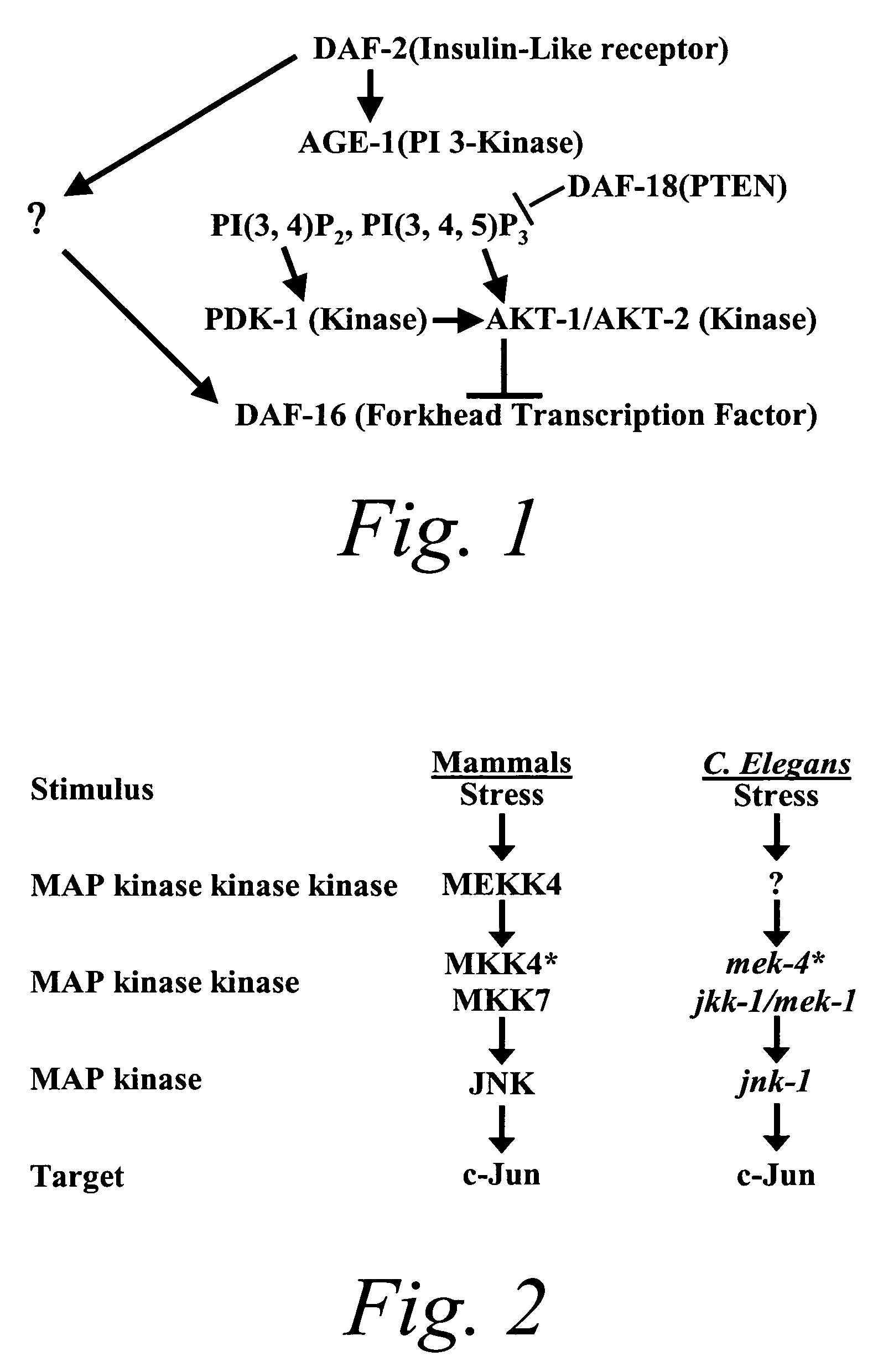 Methods of identifying longevity modulators and therapeutic methods of use thereof