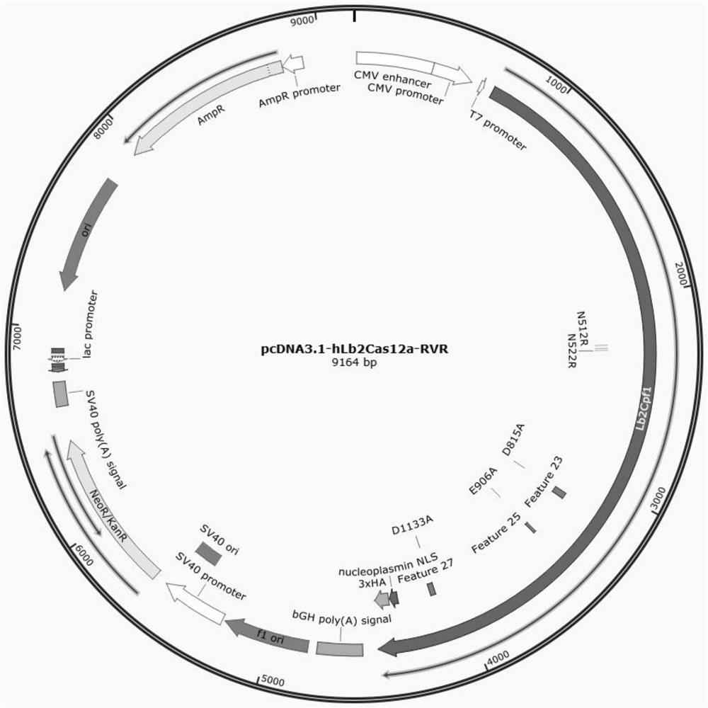 Novel genome editing tool (Lb2Cas12a-RVR) and construction method and application method thereof