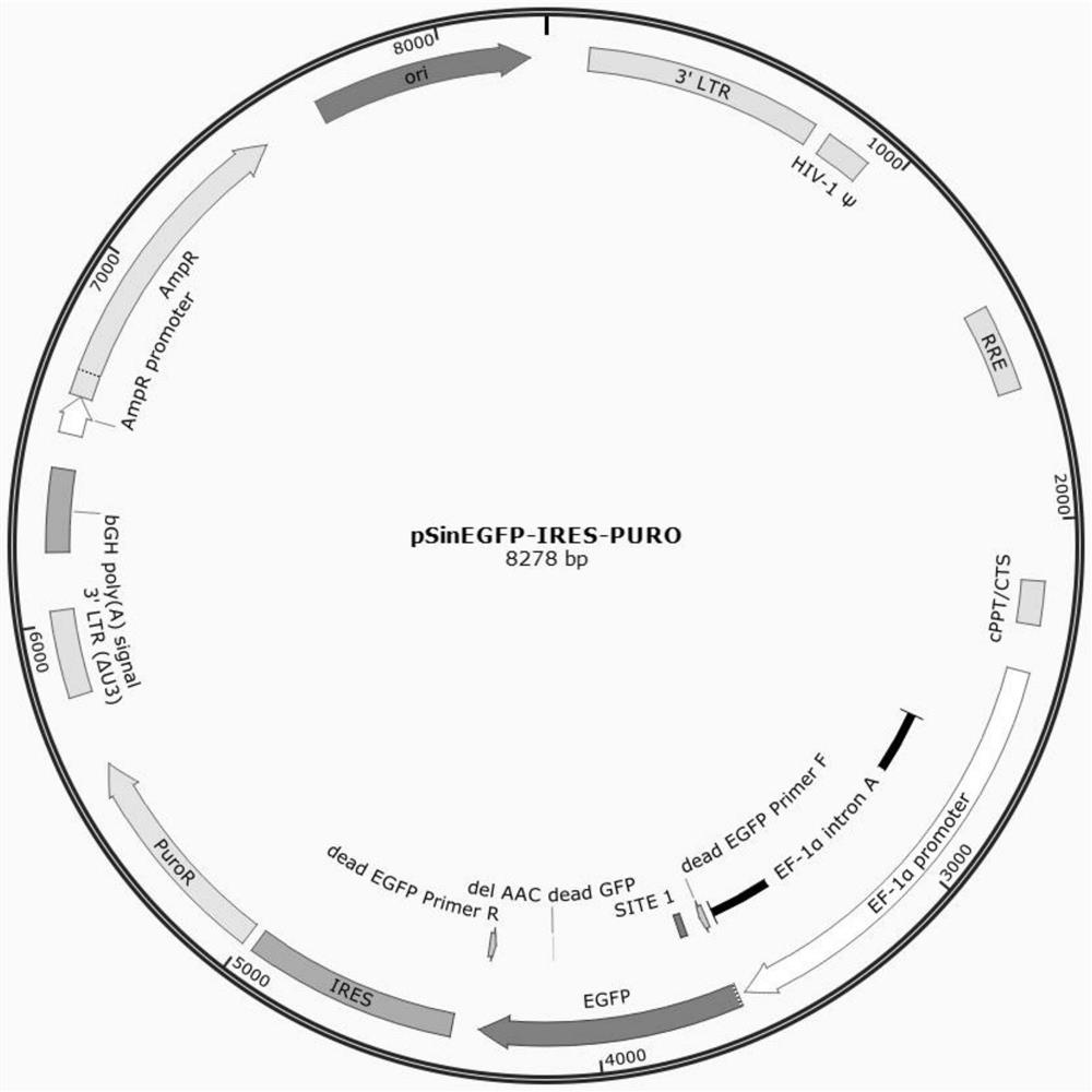 Novel genome editing tool (Lb2Cas12a-RVR) and construction method and application method thereof