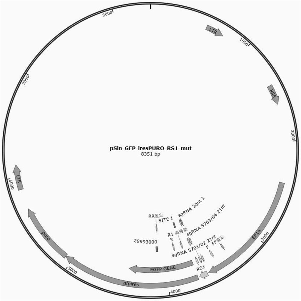 Novel genome editing tool (Lb2Cas12a-RVR) and construction method and application method thereof